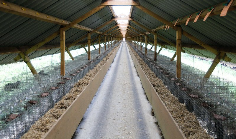 Koronawirus u&nbsp;norek w&nbsp;Polsce – Pierwsze przypadki zakażenia