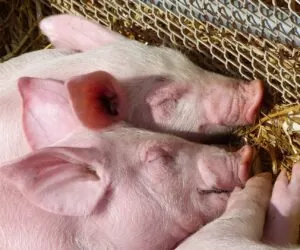 Odsadzanie  prosiąt – na co zwrócić uwagę?