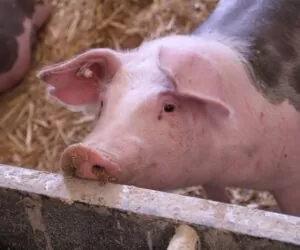 Mykotoksykoza u&nbsp;świń