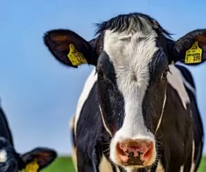 Jaka będzie sytuacja na rynku mleka? Najnowsze informacje