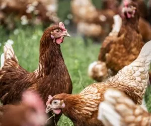 Ogniska i&nbsp;przypadki ptasiej grypy w&nbsp;państwach UE i&nbsp;w&nbsp;Polsce