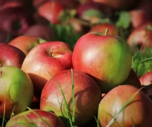 Sytuacja na rynku jabłek – Najnowsze informacje i&nbsp;prognozy cen jabłek