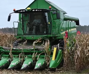 Zbiory kukurydzy na ziarno. Jakie plony kukurydzy 2020?