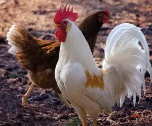 Ceny drobiu w&nbsp;Polsce spadają. A&nbsp;grypa ptaków znów atakuje!