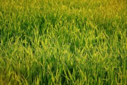 nawożenie zbóż ozimych azotem