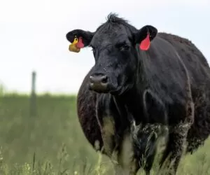 Zadbajmy o&nbsp;krowy w&nbsp;okresie okołoporodowym. Nie tylko mleczne