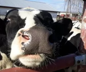 Skuteczna inseminacja bydła