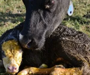 Zacielenie krowy – odpowiedni moment na inseminację