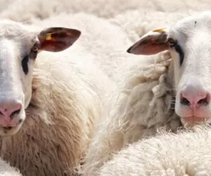 Stanówka owiec – przygotowanie zwierząt