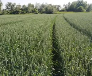 Jaka pszenica przewódkowa? – sprawdzamy najpopularniejsze odmiany w&nbsp;Google