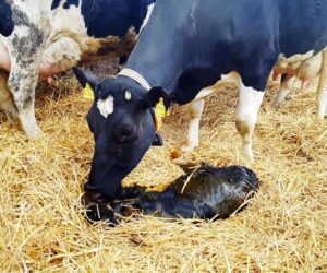 Cesarka u&nbsp;krowy to nie wyrok