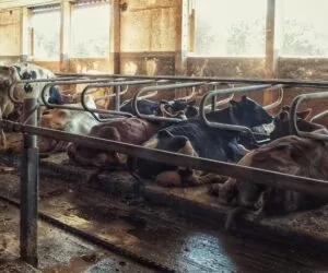 Diagnostyka i&nbsp;planowanie w&nbsp;oborze