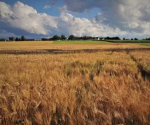 Top Farms Co dalej z ziemią w Głubczycach?