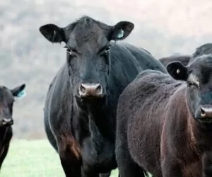 Jakie bydło utrzymujemy w&nbsp;Polsce?