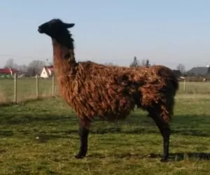 Lama to czy alpaka? – obce zwierzęta gospodarskie