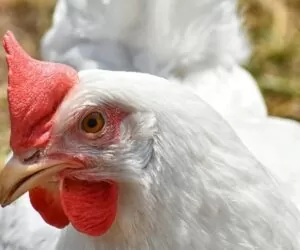 Jakie ceny drobiu na rynku? Prognoza na 2021 rok