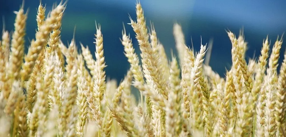 Ceny pszenicy w 2022 roku będą najwyższe od 20 lat?