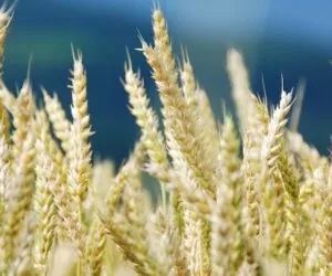 Pszenica bije rekordy. Wzrosty to efekt spekulacji?