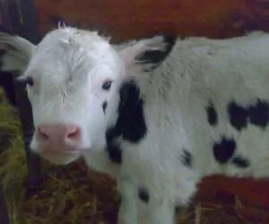 Niedobory u&nbsp;cieląt – czy można temu zapobiegać i&nbsp;jak?