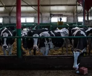 Jak zrobić dobrą kiszonkę z&nbsp;kukurydzy?