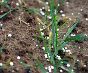 Po co i&nbsp;kiedy stosować siarkę w&nbsp;uprawie zbóż?