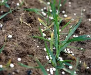 Po co i&nbsp;kiedy stosować siarkę w&nbsp;uprawie zbóż?