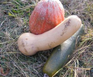 Producenci warzyw w&nbsp;trudnej sytuacji. MRiRW „biegnie” z&nbsp;pomocą!