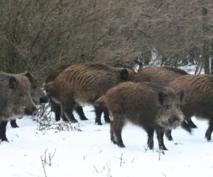 Aktualności rolnicze- Nowe przypadki ASF u dzików
