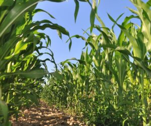 Odmiany kukurydzy spod znaku Tropical Dent