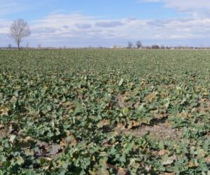 Ochrona fungicydowa rzepaku ozimego