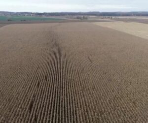 Odmiany kukurydzy na ziarno w&nbsp;sezonie 2021 – co oferuje rynek?