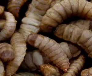 Pasza z&nbsp;owadów! Żart czy przyszłość nowej hodowli zwierząt?