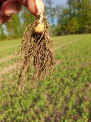 groch siewny system korzeniowy