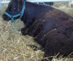 Ubój z&nbsp;konieczności. Na te pytania trzeba znać odpowiedzi!