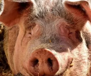 Ceny żywca wieprzowego 2021 w&nbsp;górę! Są jednak również złe informacje