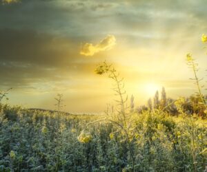 Ubezpieczenie upraw rolnych 2021 w&nbsp;PZU już dostępne