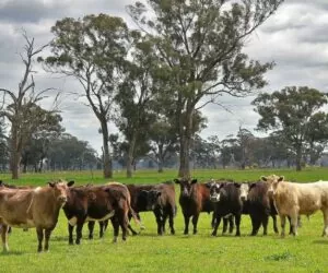 Ekologiczny chów bydła mięsnego