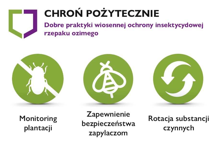 ochrony rzepaku ozimego przed szkodnikami