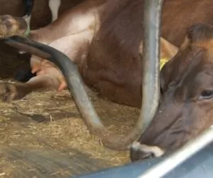 Komfortowe legowiska dla krów to czysty zysk