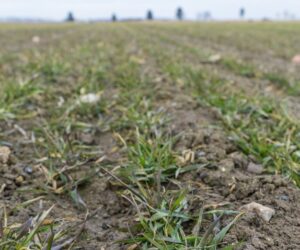 Zabieg T1 fundamentalny dla zbóż