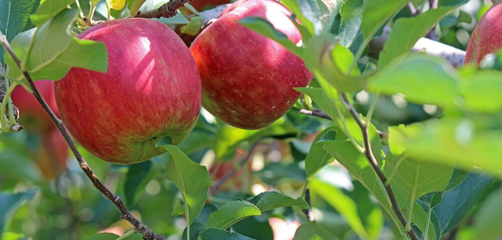 Nadchodzi kolejny sezon jabłkowy – co czeka sadowników i jak się przygotować?