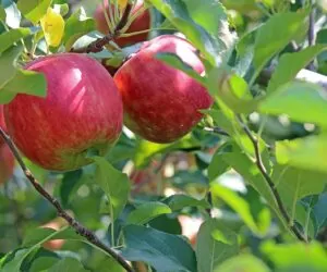 Agrofakt- Nadchodzi kolejny sezon jabłkowy