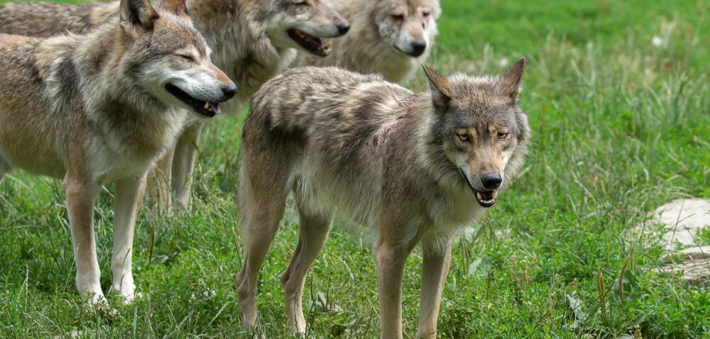 Populacja wilków w Polsce – KRIR apeluje o ich redukcję