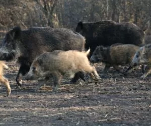 Aktualności rolnicze- Program walki z ASF 2021