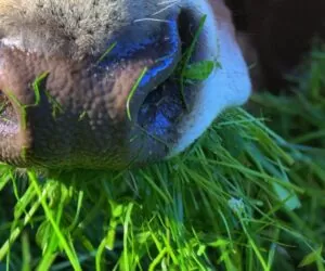 Zapalenie tworzywa racicowego – skutkiem niedoborów w&nbsp;diecie