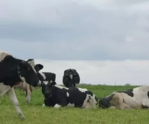 Płatność dobrostanowa – Wsparcie finansowe dla hodowców