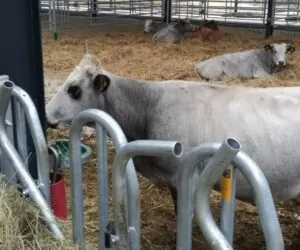 Produkty wyposażenia obór – poidła dla krów