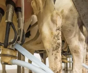 Właściwa higiena pozyskiwania mleka