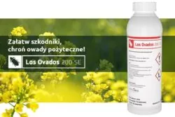 szkodniki rzepaku ozimego