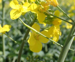 Skuteczna ochrona rzepaku w&nbsp;fazie opadania płatka: Jak wygrać z&nbsp;presją zgnilizny twardzikowej?